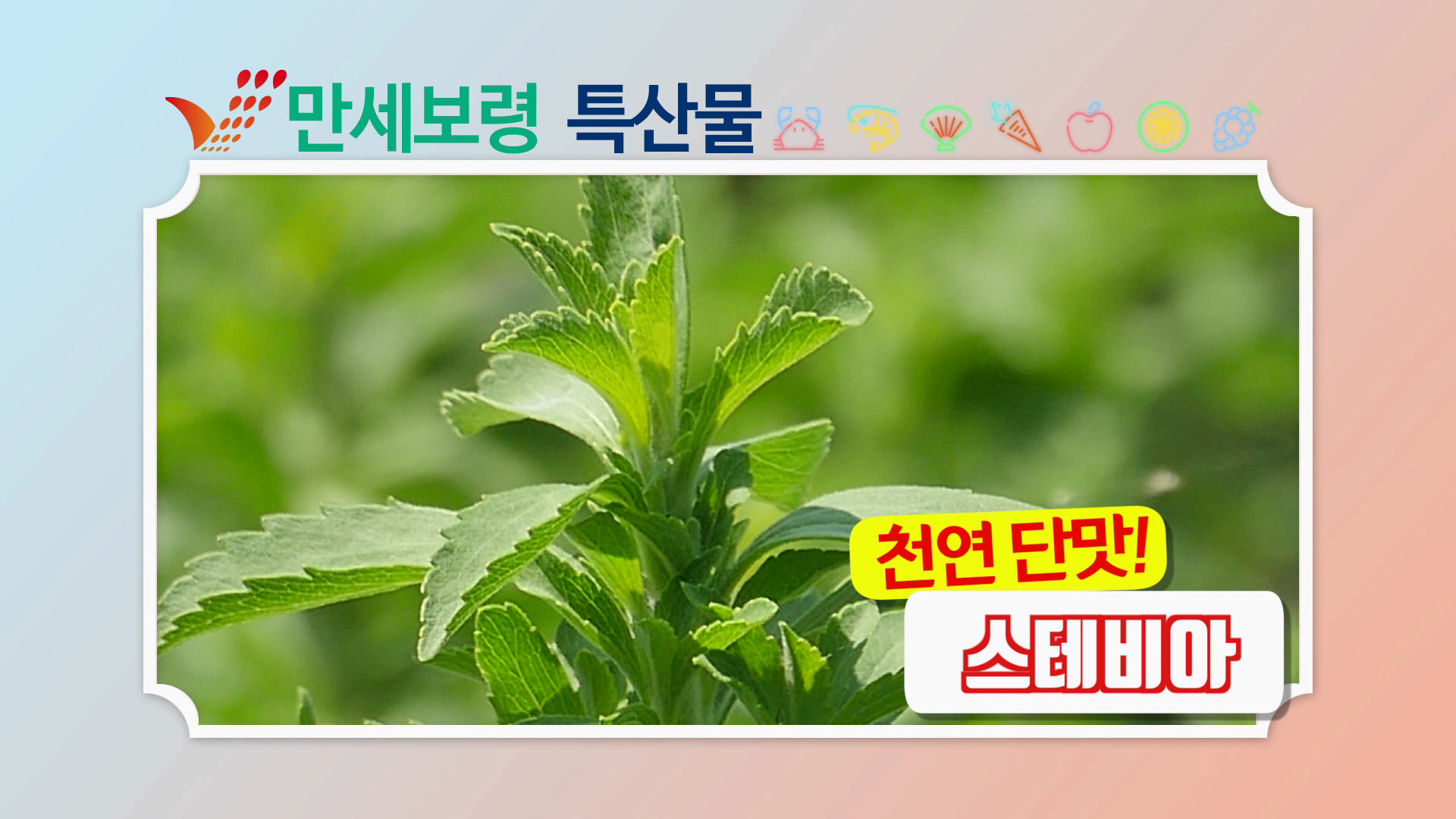 천연 단맛! 스테비아